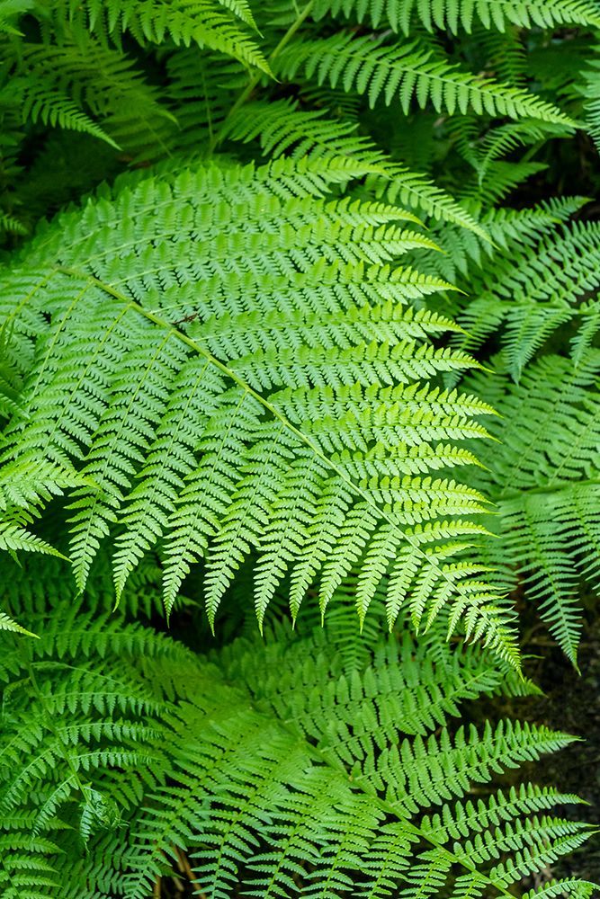 Issaquah-Washington State-USA Lady Fern frond